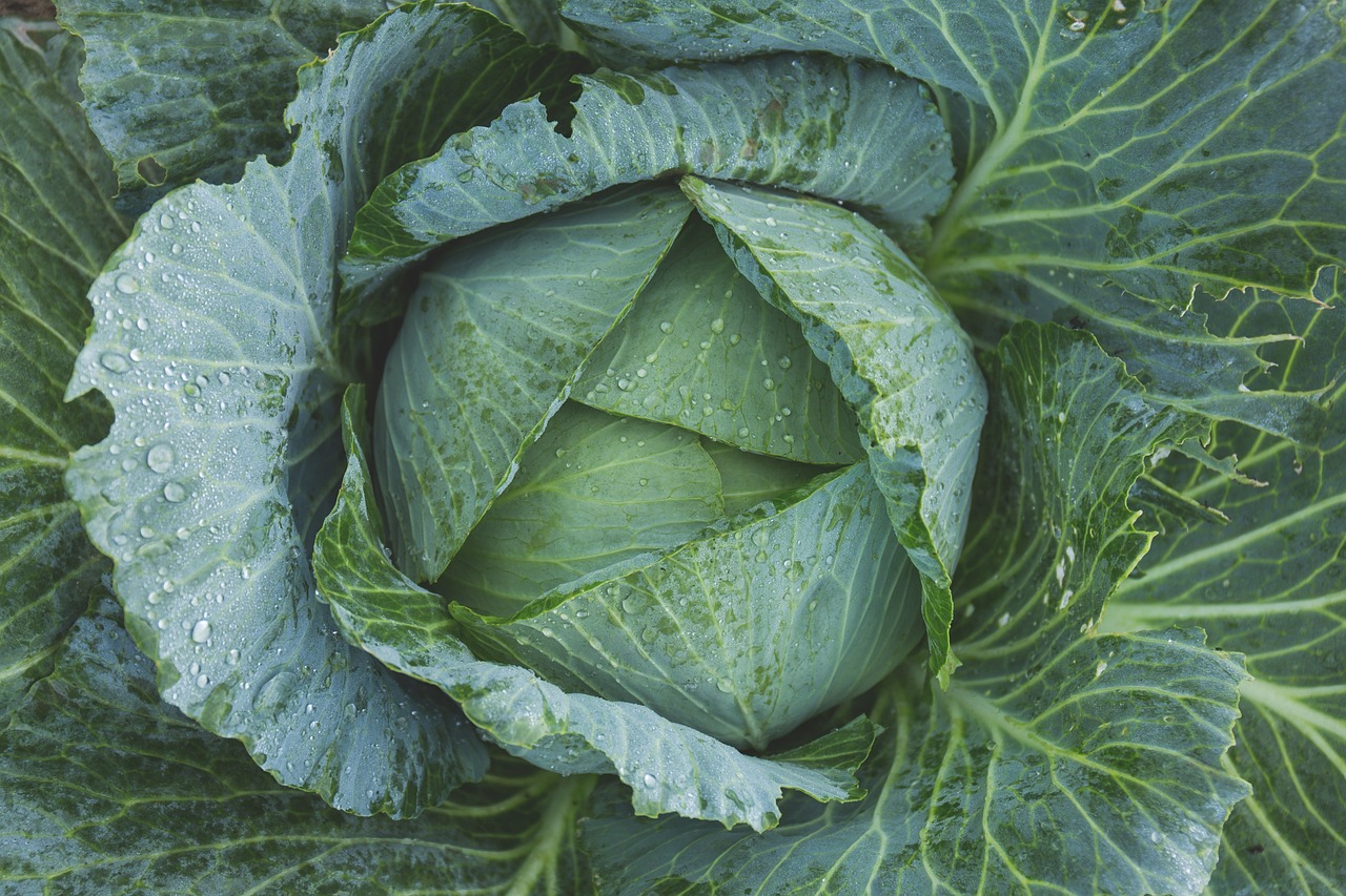 How to Grow an Organic Kitchen Garden